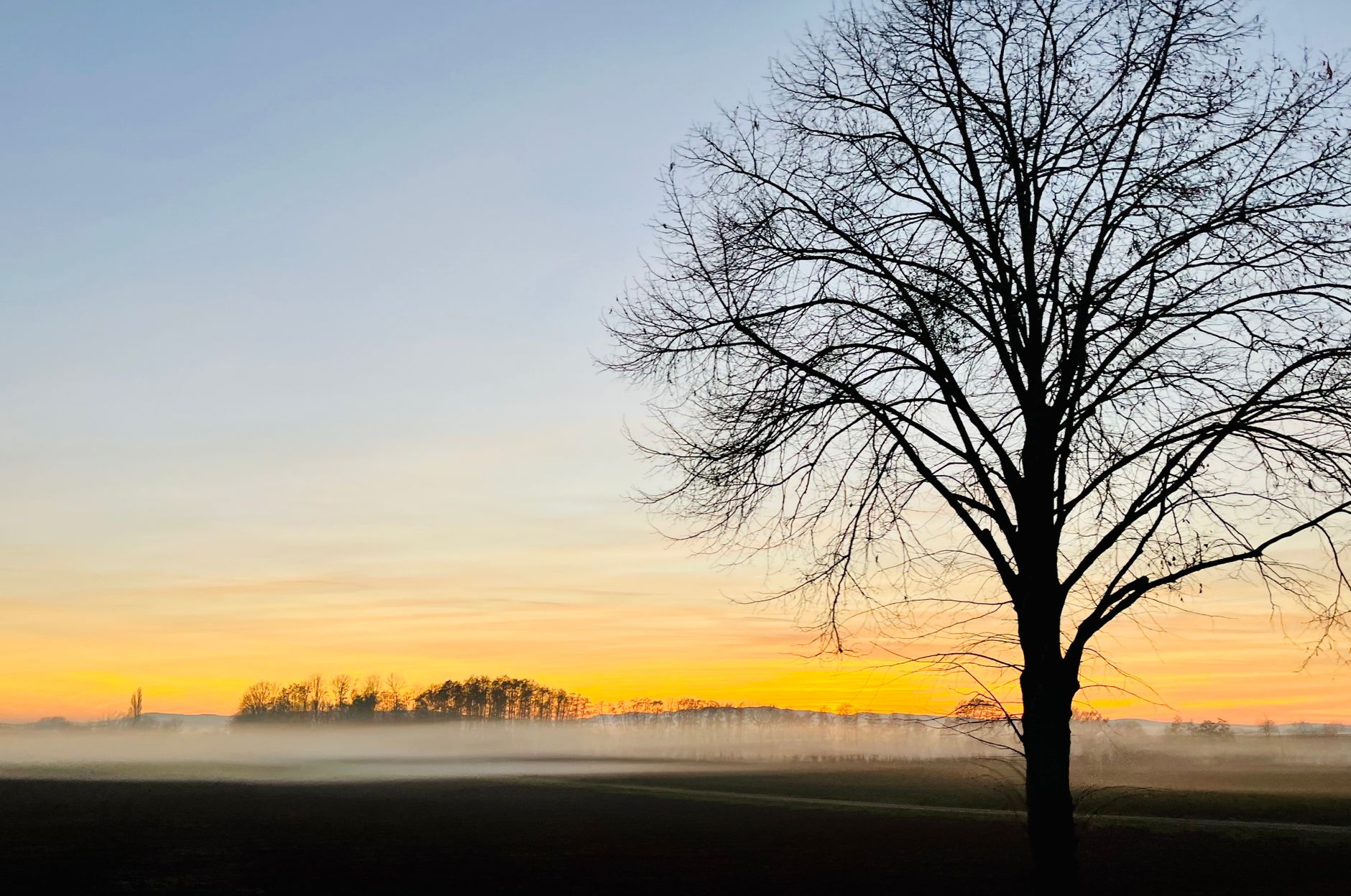 Muted natural scene with gentle neutral light