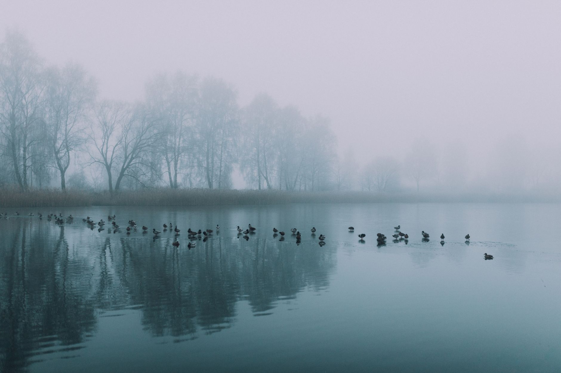 Muted natural scene with gentle neutral light