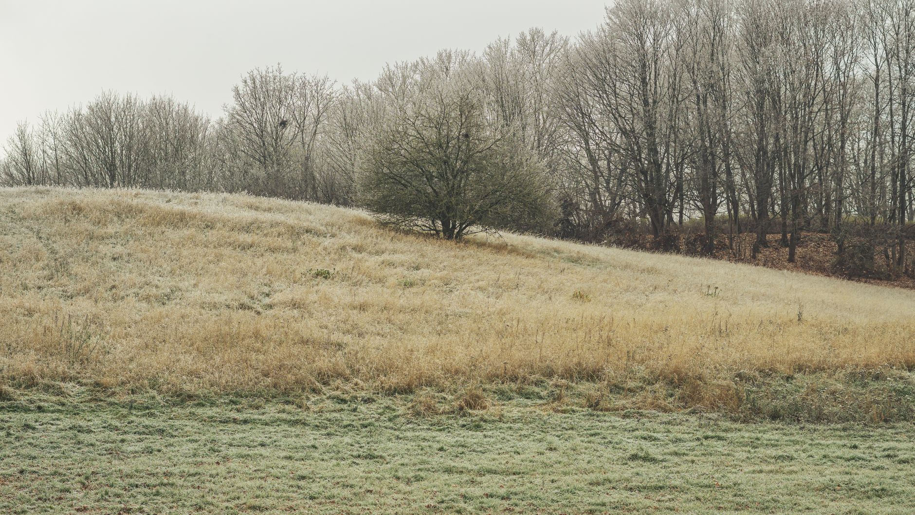 Open field gentle colours