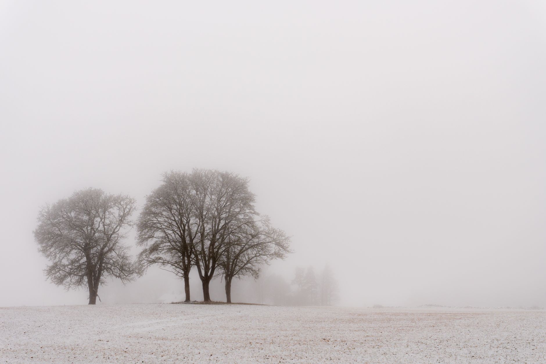 Muted natural scene with gentle neutral light